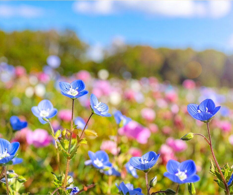 【立春】暦の上では春。丙午（ひのえうま）の１年の始まりです！